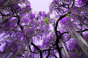 Дерево фиолетового цвета