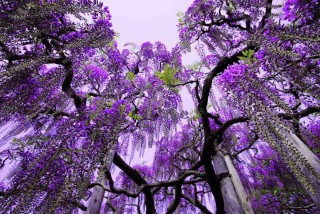 Дерево фиолетового цвета