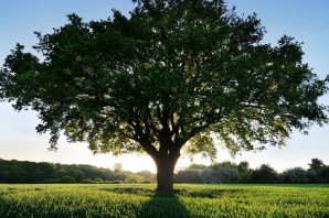 Дерево для генеалогического древа