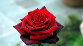 Одна красная роза