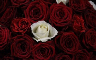 Красные розы и одна белая