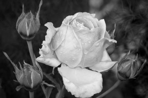 Роза чёрно белая