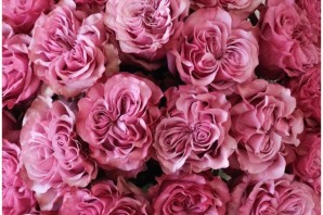 Роза Кантри блюз