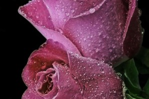 Мерцающие розы