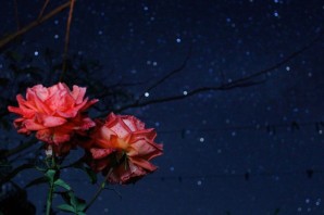 Розы и звезды
