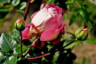 Сорта крымских роз