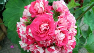 Пеларгония живые розы