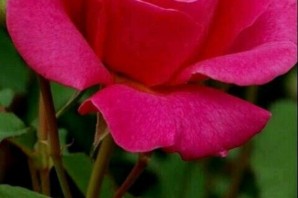 Малиновые розы сорта