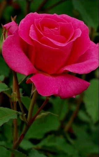 Малиновые розы сорта