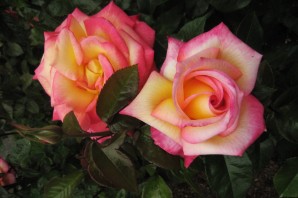 Роза хамелеон