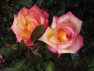 Роза хамелеон