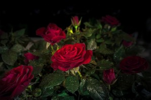 Красивая ночь в розах