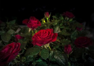 Красивая ночь в розах