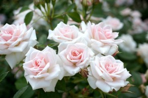 Цветы розы бело розовые