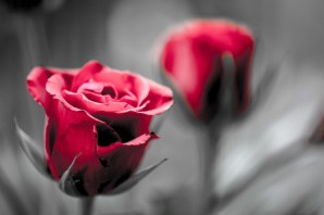 Красная роза на сером