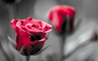 Красная роза на сером