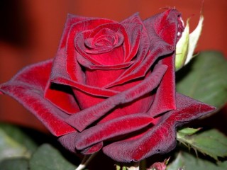 Бархатные сорта роз