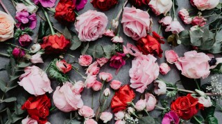 Разбросанные розы