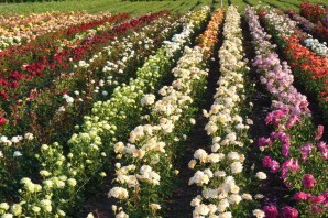 Питомник Долина роз Краснодарский