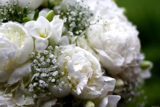 Белые пионы