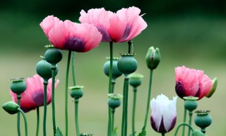 Опиумный Мак