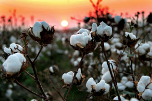 Хлопок цветок
