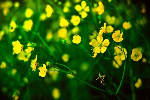 Трава с желтыми цветками