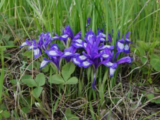 Цветок Кукушкина слезка