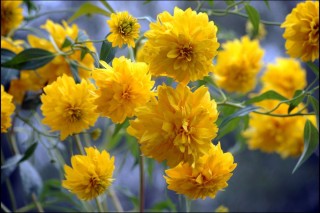 Цветы желтые шары