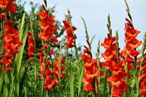 Цветы с длинным стеблем