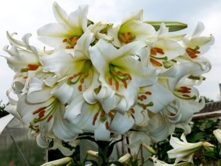 Древовидные лилии