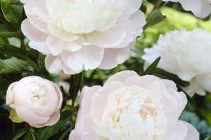 Пион Мунстоун