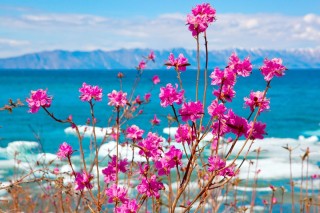 Цветы Байкала