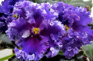 Фиалка нд Квазар