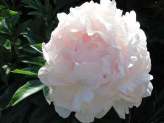 Пионы Скакодуба