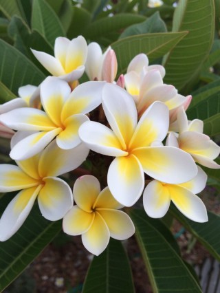 Цветок манго