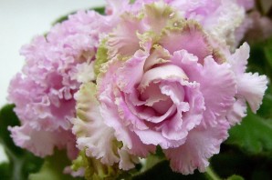 Фиалка ЛФ Мишель