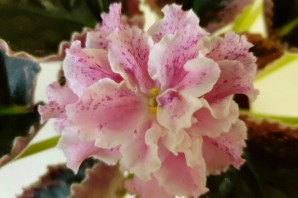 Фиалка Ле Эстерхази