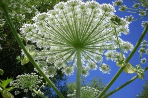 Цветок курая