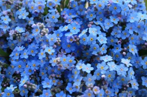 Мелкие синие цветы