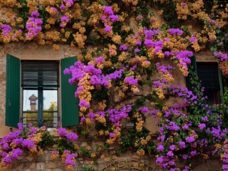 Красивые вьющиеся цветы