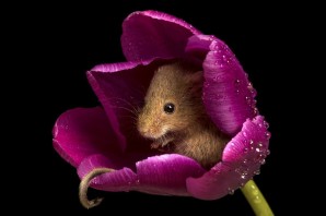 Мышка в цветке