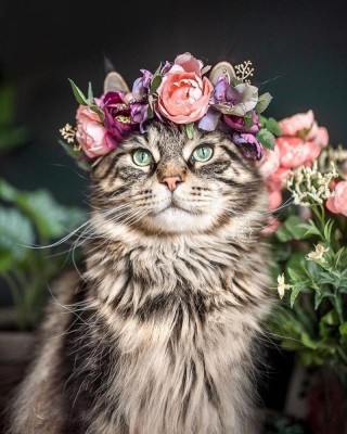 Красивые кошки с цветами