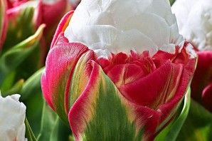 Тюльпаны сорта пломбир