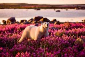 Арктические цветы