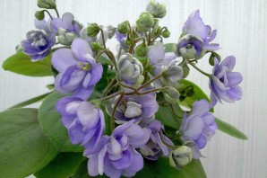 Хрустальный водопад фиалка трейлер