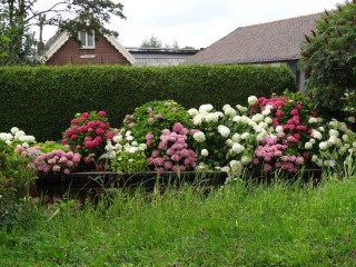 Гортензия с пионами в клумбе