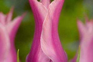 Тюльпаны лилиецветные сорта