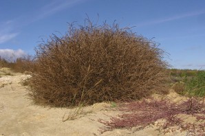 Растение солянка холмовая