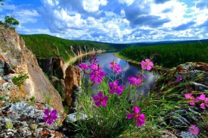 Растения Якутии